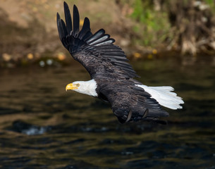 Bald Eagle in flight at Katmai National Park