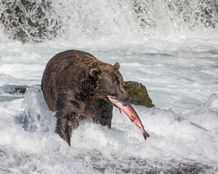 Brown Bear Fishing For Salmon At Katmai National Park