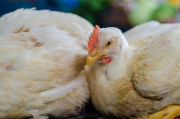 una gallina del mercado una gallina blanca