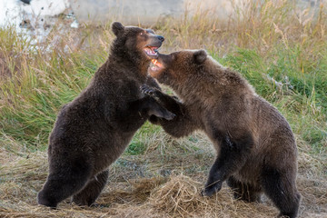 Obraz premium Two Brown Bear play fightin at Katmai National Park