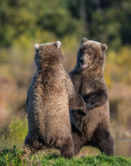 Two Brown Bear play fightin at Katmai National Park