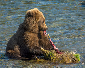Brown Bear eating a Salmon in Katmai National park