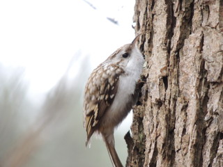 bird