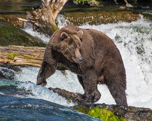Obraz na płótnie Canvas Brown Bear fishing for Salmon in Katmai National park
