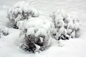 bushes covered with snow