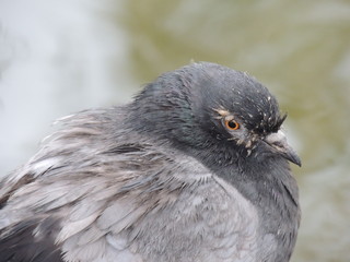 bird