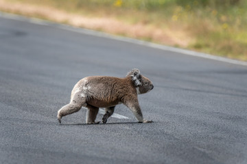 Koala (Phascolarctos cinereus) slowly crossing road in South- western Victoria