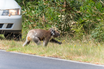 Naklejka na ściany i meble Koala (Phascolarctos cinereus)crossing road in front of car