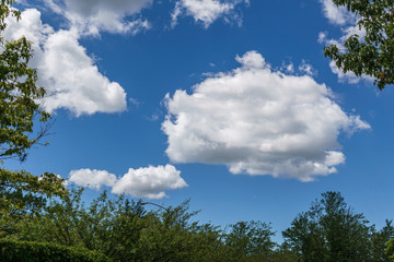 view from under the trees to the sky with white clouds.
