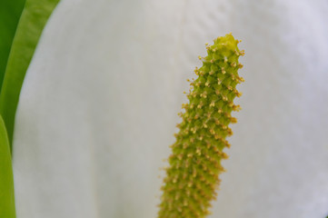 岩木山麓の水芭蕉