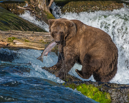 Brown Bear eating a Salmon