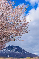 山桜と岩木山