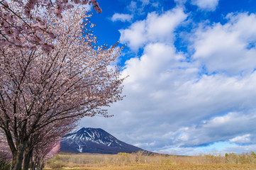 山桜と岩木山