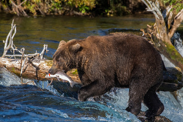 Obraz na płótnie Canvas Brown Bear eating a Salmon