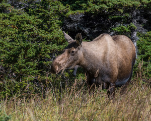 Alaskan Cow Moose