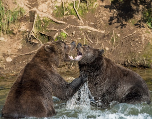 Two Brown Bears fighting for a fishing spot at Katmai National Park