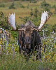 Alaskan Bull Moose