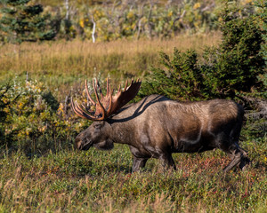 Alaskan Bull Moose
