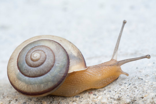 Schneckenfuß Bilder Durchsuchen 2,258 Archivfotos, und