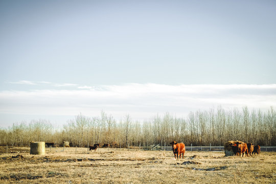 A Farm in Medow Lake, Canada