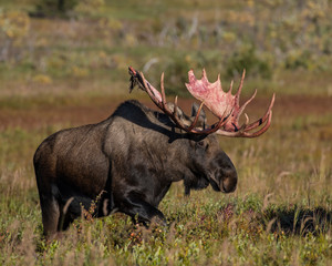 Naklejka na ściany i meble Alaskan Bull Moose shedding the velvet from his antlers
