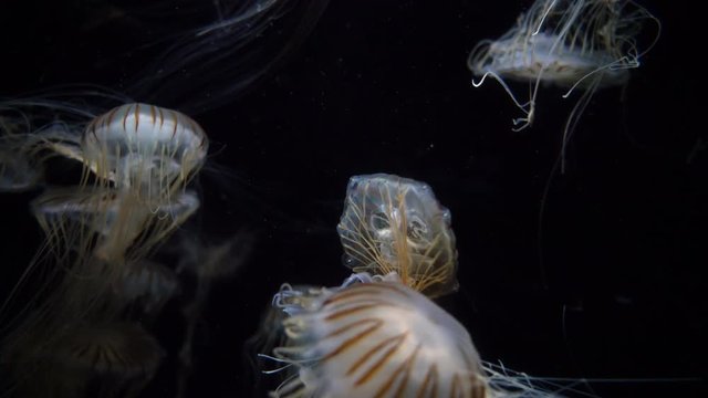  Jellyfish Japenese Sea Nettle Chrysaora Pacifica 04 
