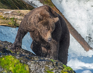 Brown Bear fishing for Salmon in Katmai National park