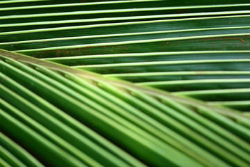 palm tree leaf soft focus