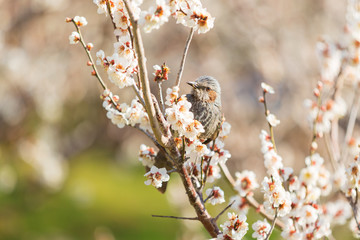白梅に留まるヒヨドリ