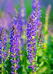 Violett blühender Blütensalbei, Salvia nemorosa, im Garten