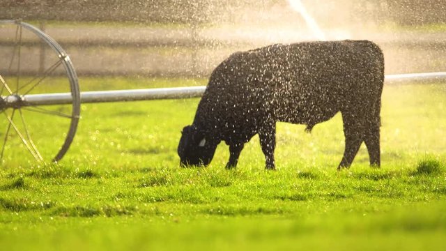 Cows grazing in a green pasture with sprinklers