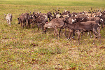 Naklejka na ściany i meble The extreme north, Yamal, reindeer in Tundra , Deer harness with reindeer, pasture of Nenets