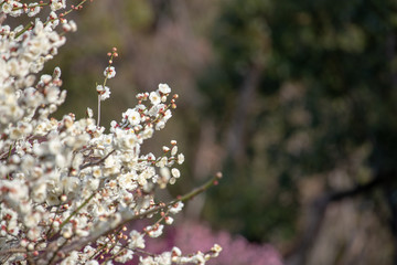 梅の花