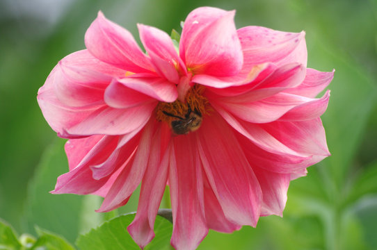 bumble bee on a pink dahlia bottom. Big pink flower close up. Picture for greeting card design, 8 march, postcards. Illustartion for gardening book.