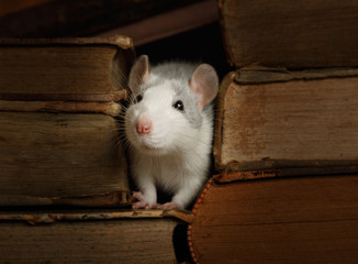 Small cute rat crawled between the old books