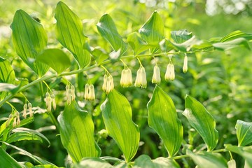 Obraz premium Close up of blooming plant solomons seal Poligonatum in spring sunny garden