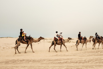 Tourist caravan on a camel were going through Sand Dunes in Port Stephen of New South Wales, Australia