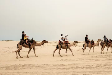 Zelfklevend Fotobehang Tourist caravan on a camel were going through Sand Dunes in Port Stephen of New South Wales, Australia © Phitchaya