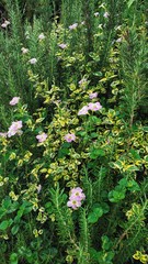Flowers and leaves blooming