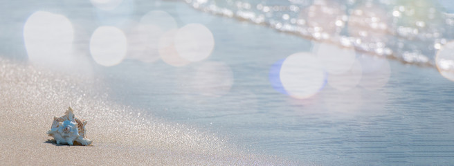 Shell on tropical summer sand beach background.