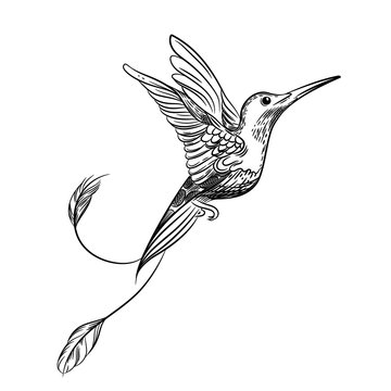 Vector image of a hummingbird. Tattoo art, t-shirt design.