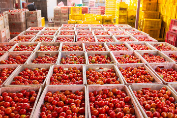 Natural raw material red tomatoes, freshly picked For the red tomatoes Sauce factory.