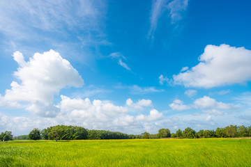 sky and green meadow