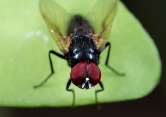Macro Photo of Black Fly on Green Leaf Isolated on Background