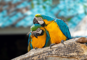 Close up Two Blue and Gold Macaw Perched on Branch Isolated on Blurry Background
