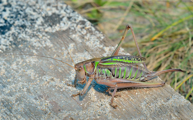 Grasshopper, doe 9