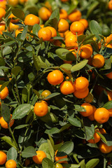 tangerine trees with fruits as background