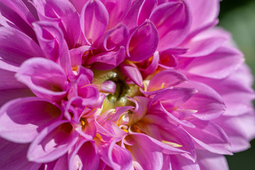 pink and white aster flower petals as background