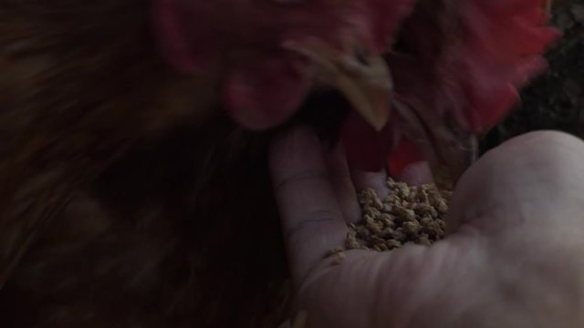 The male and female chicken feed find food