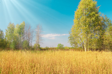 Clean natural background in the countryside. Field of Golden oats, trees, blue sky, bright sunlight.